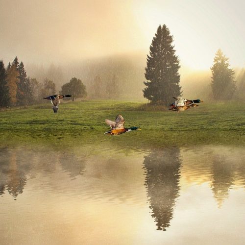mallard ducks, lake, ripples-7850796.jpg